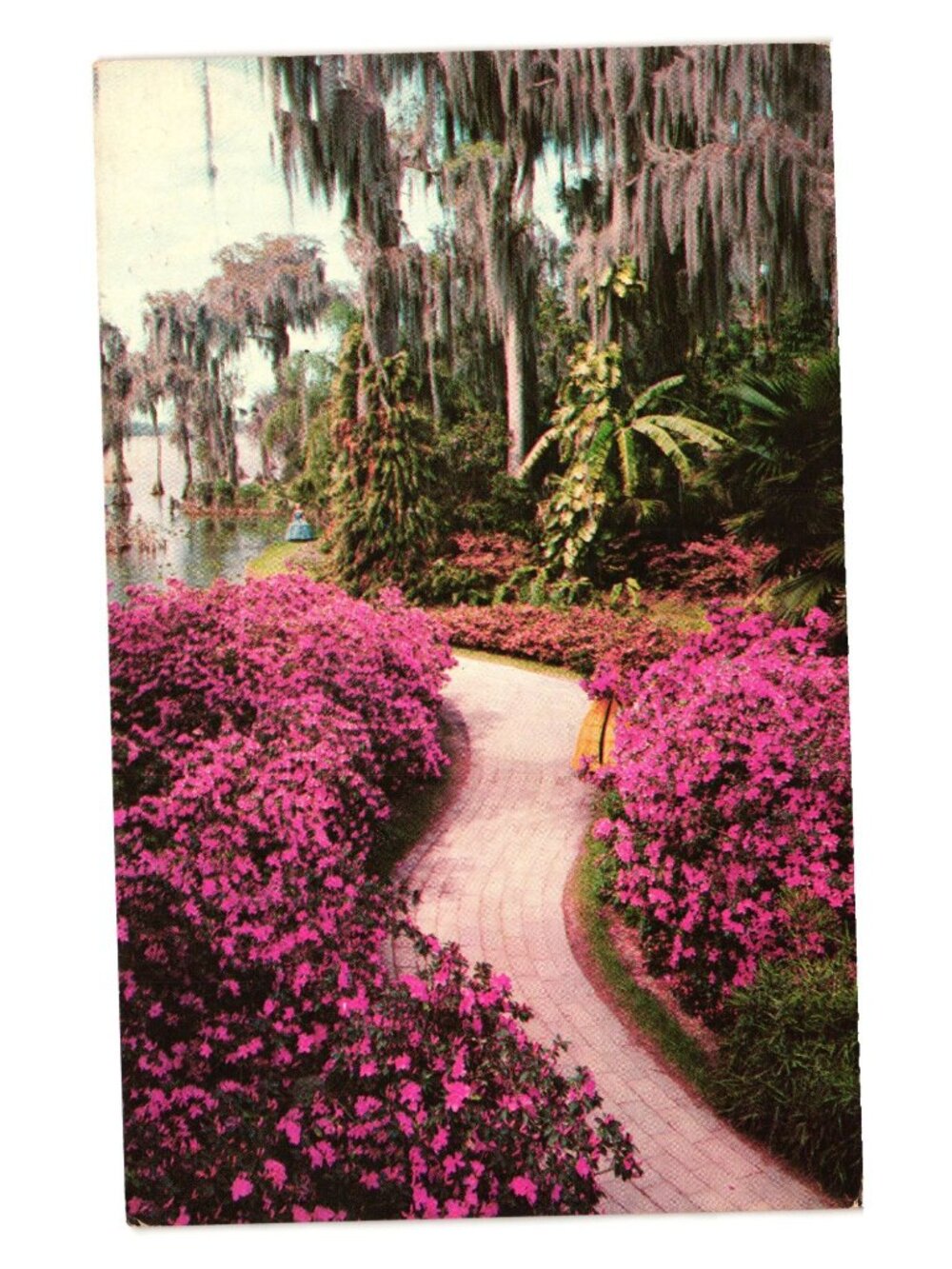 Vintage Cypress Garden Postcard Azalea Lined Path Florida Artist Camera Paradise
